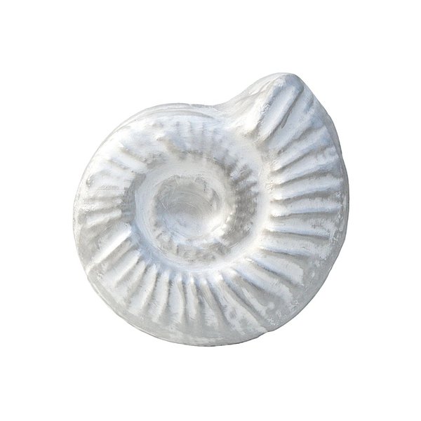 Deko Muschel Ammonit